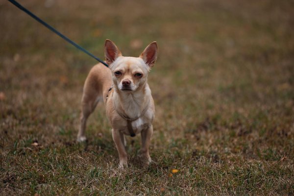 What Makes UK Pets Different from Other Animals?