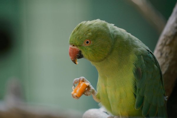 How Do Cats in the UK Choose Their Favourite Napping Spots?