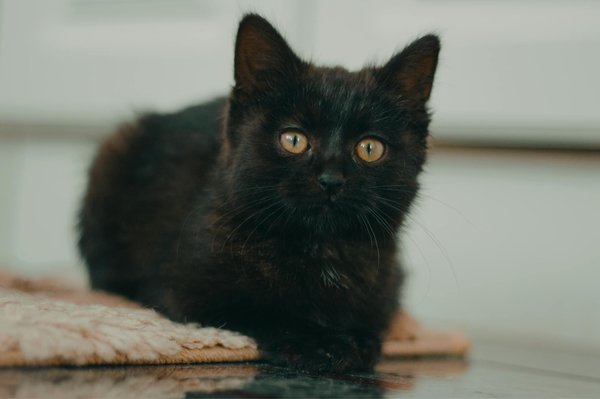 What are the best UK beaches for a dog-friendly day out?